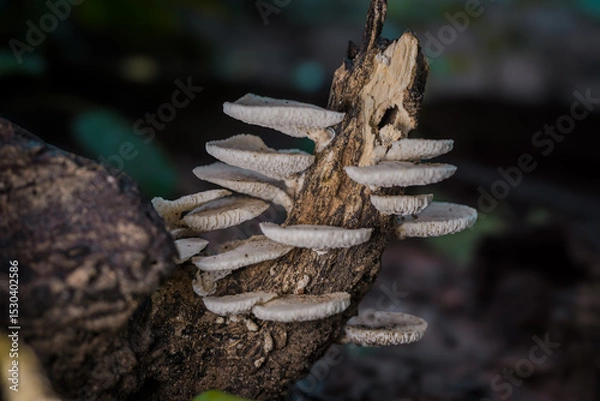 Obraz A high-resolution macro photograph of a clustered Pleurotus ostreatus growing on a damp log in a lush tropical rainforest in Thailand. 