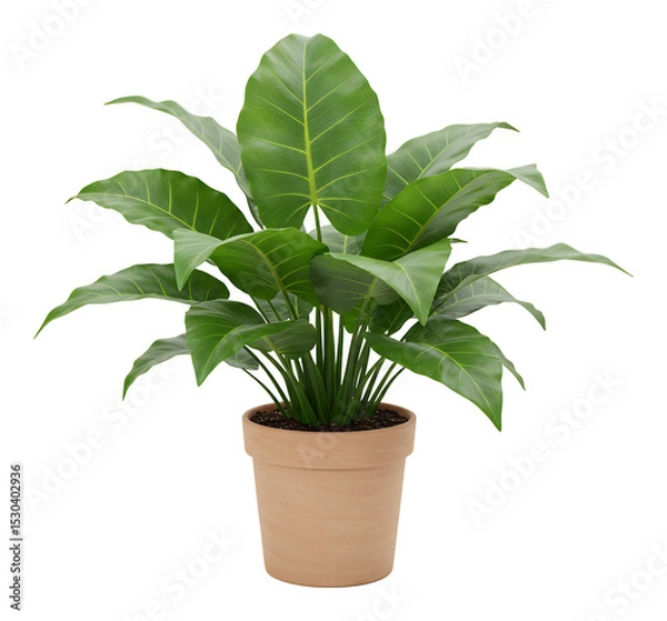 Fototapeta 緑葉植物、陶器鉢植え、柔らかな光、鮮やか描写