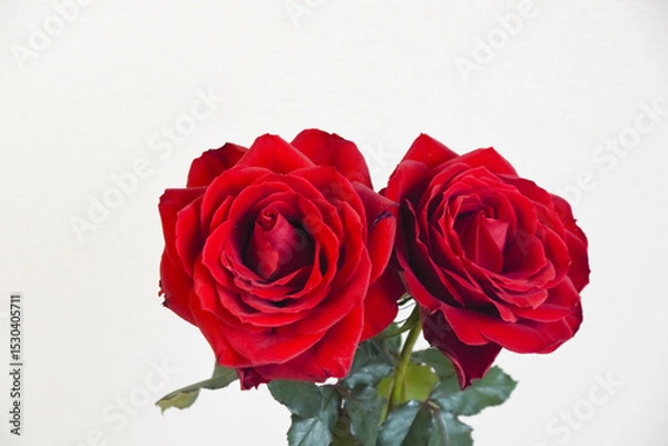 Fototapeta 赤い薔薇