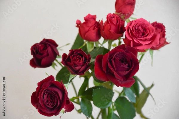 Fototapeta 赤いばら