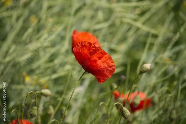 Obraz Beautiful red poppies gracefully blooming in a field of green under sunlight.