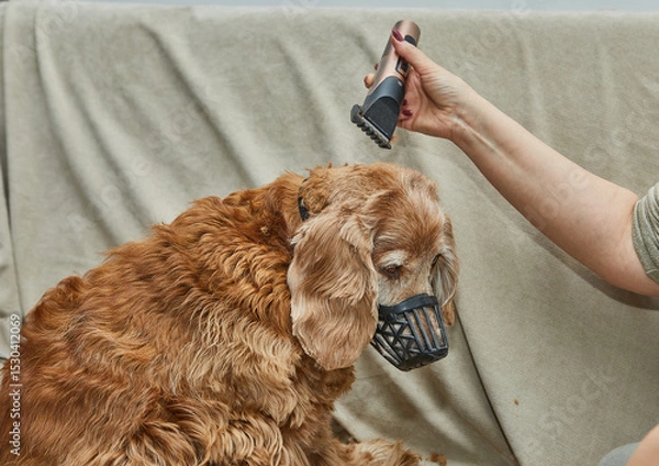 Obraz Close-up of dog ear grooming with electric clippers, showing safe technique and focused care for precise trim