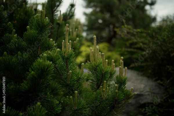 Fototapeta Pine in spring in the botanical garden