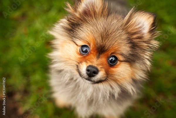 Fototapeta Closeup of cute pomeranian puppy with sparkling eyes, soft focus, grassy garden, playful mood