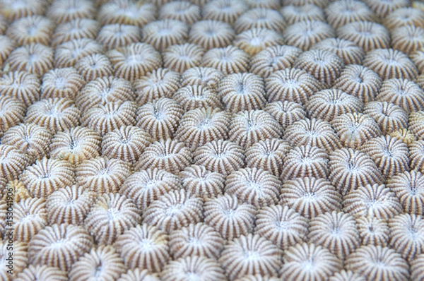 Obraz Coral detail