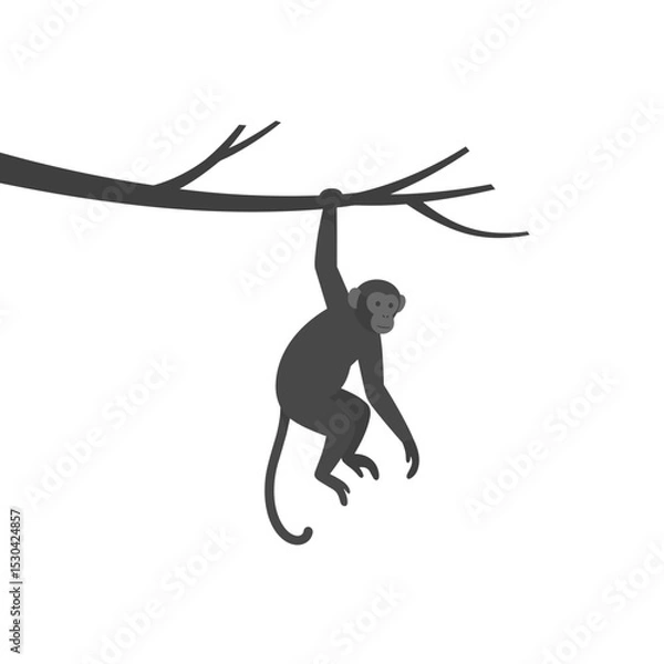 Obraz Gray monkey hangs from a gray branch on a white background