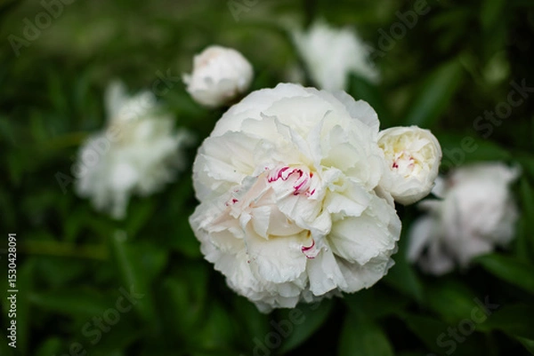 Obraz biała piwonia 