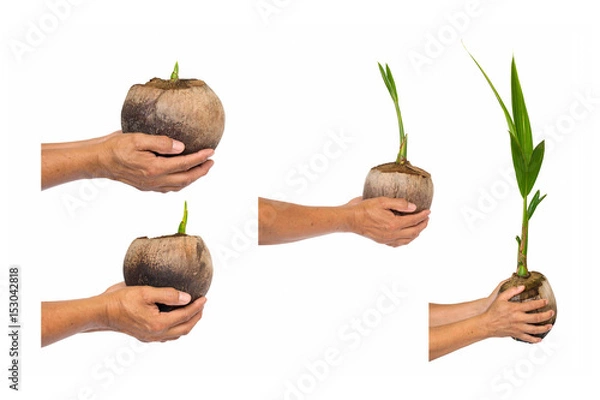 Obraz seedling of coconut tree isolate