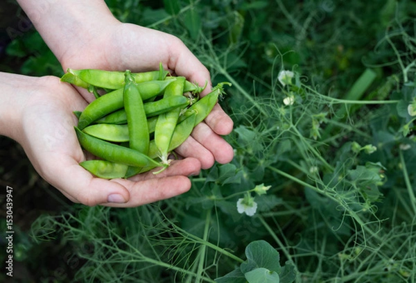 Obraz Freshly harvested green peas collected from a thriving garden during the late spring season