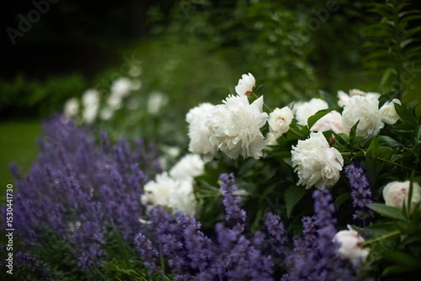 Obraz a flower bed with pearly white peonies and catnip