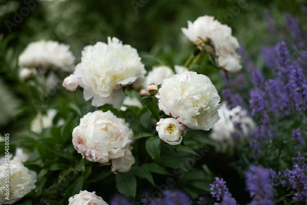 Obraz rabata z perłowymi, białymi piwoniami i kocimiętką	
