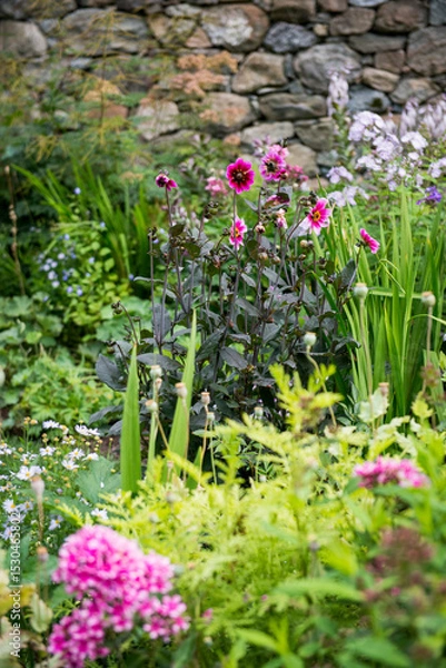 Obraz Colorful Garden with Pink Dahlias and Stone Wall Backdrop