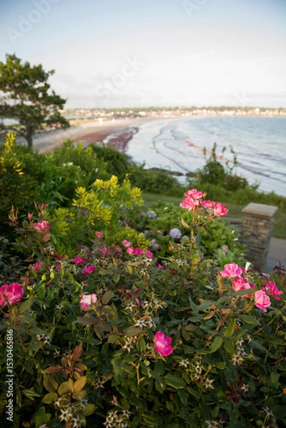 Obraz Pink Roses Overlooking Newport Beach and Coastal View