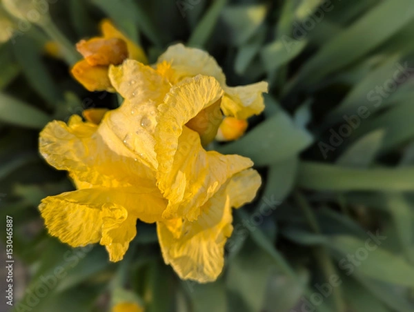 Obraz Yellow Iris with Rain Droplets
