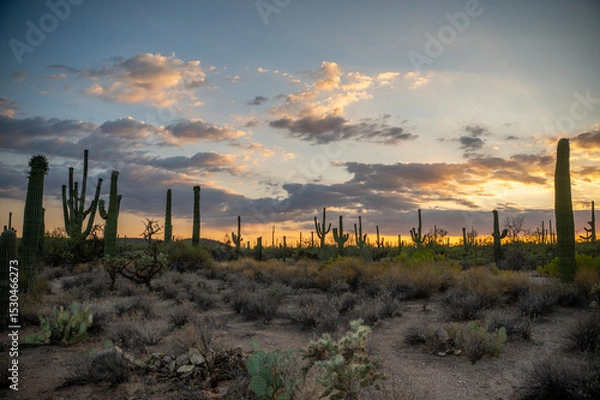 Obraz Wide Desert Landscape with Saguaro Cacti at Vibrant Sunset Hour