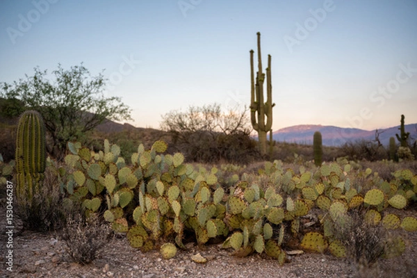 Obraz Variety of Cacti in Southwestern Desert at Dusk with Mountain Vi