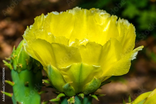 Obraz A flowering cactus in Tucson, Arizona