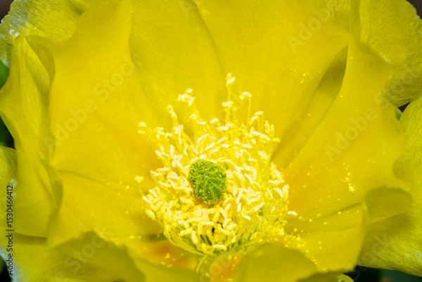 Obraz A flowering cactus in Tucson, Arizona