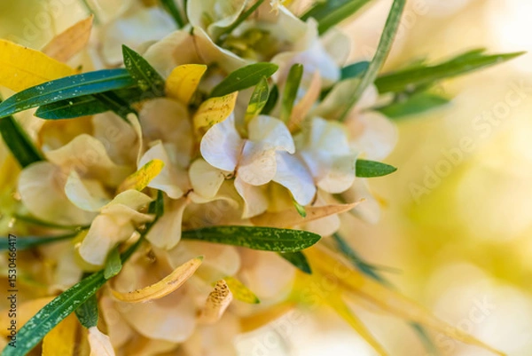 Obraz A Yucca in Tucson, Arizona