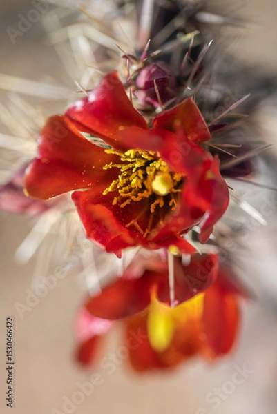 Obraz A flowering cactus in Tucson, Arizona