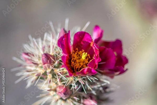 Obraz A flowering cactus in Tucson, Arizona
