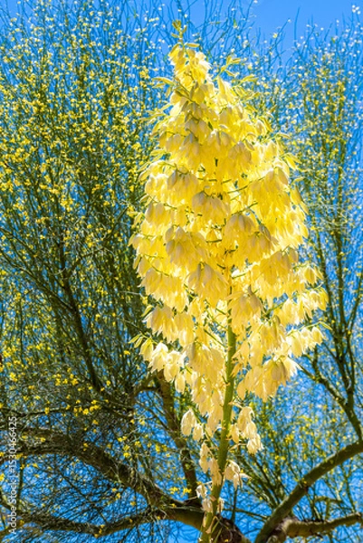Obraz A Yucca in Tucson, Arizona