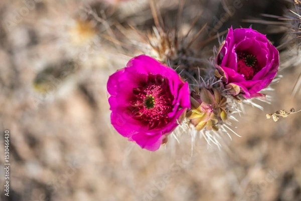Obraz A flowering cactus in Tucson, Arizona