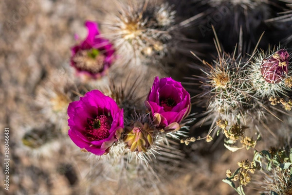 Obraz A flowering cactus in Tucson, Arizona