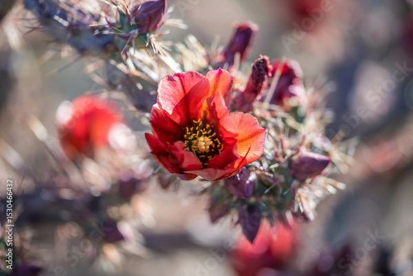 Obraz A flowering cactus in Tucson, Arizona