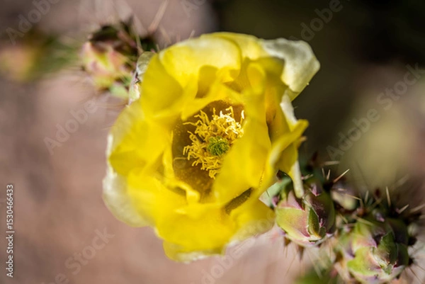 Obraz A flowering cactus in Tucson, Arizona