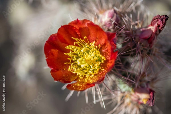 Obraz A flowering cactus in Tucson, Arizona
