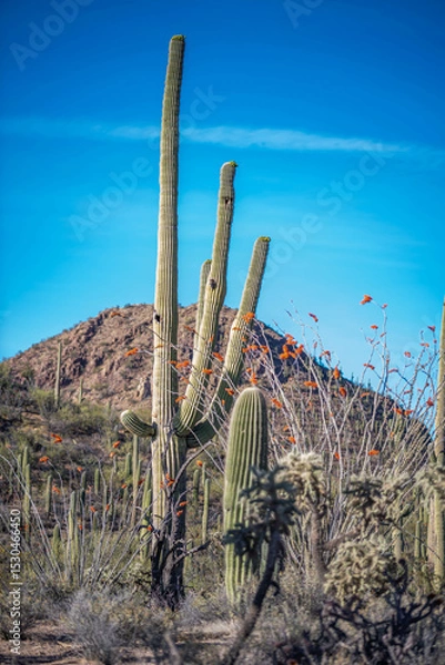 Obraz A long slender Saguaro Cactus in Tucson, Arizona