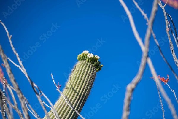 Obraz A long slender Saguaro Cactus in Tucson, Arizona
