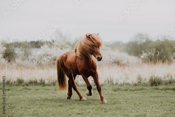 Fototapeta Islandic horse running free on gras field with flowers