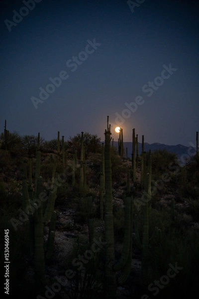 Obraz Strawberry Moon Rising Over Desert Ridge in Sabino Canyon