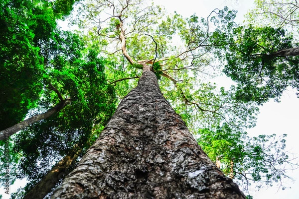 Obraz Looking up to the big and tall tropical tree trunk with green leaves of rainforest trees. From down to the treetop.Look at the tree from below for environmental concept.World Environment Day.