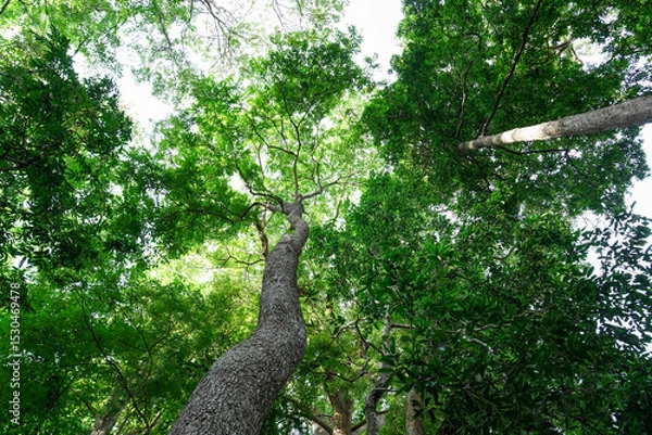 Obraz Looking up to the tall tropical tree trunk with green leaves of rainforest trees. From down to the treetop.Look at the tree from below for environment wallpaper, environment background.