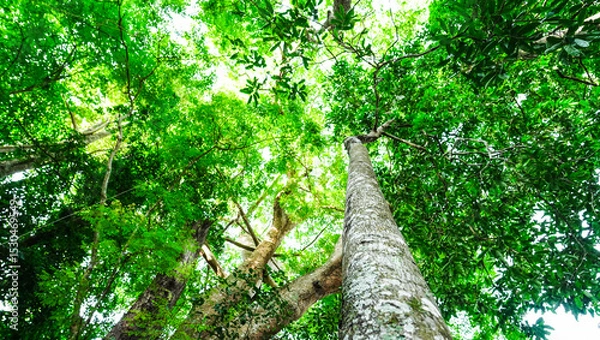 Fototapeta Looking up to the tall tropical tree trunk with green leaves of rainforest trees. From down to the treetop.Look at the tree from below for environment wallpaper, environment background.