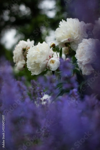 Obraz a flower bed with pearly white peonies and catnip