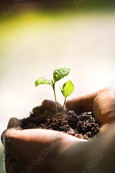 Obraz Soil in two hands and fresh green plant sprout seedlings, beautiful and precious earth environment and nature and life background
