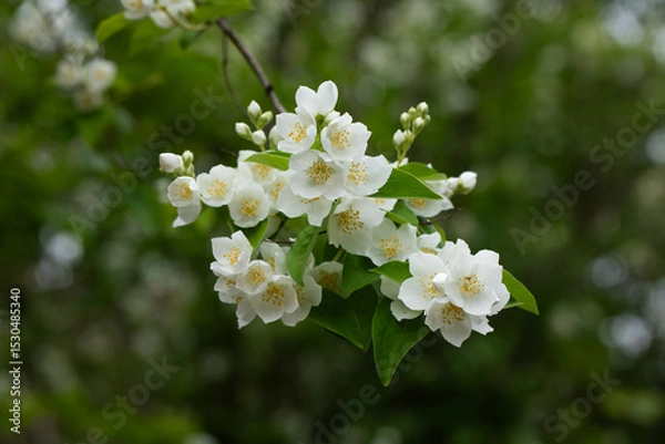 Obraz Jaśmin, jasmine