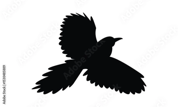 Fototapeta Amazonian motmot bird Silhouette Design  And Vector Illustration. 