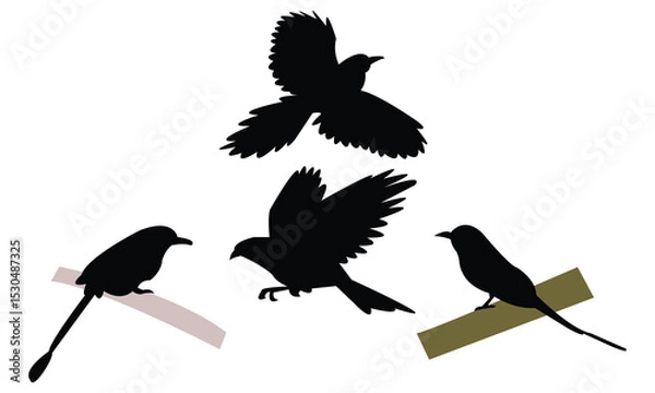 Fototapeta Amazonian motmot bird Silhouette Design  And Vector Illustration. 