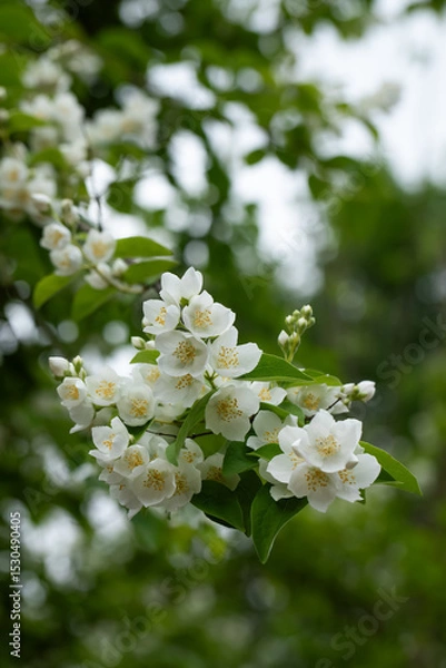 Obraz Jaśmin, jasmine