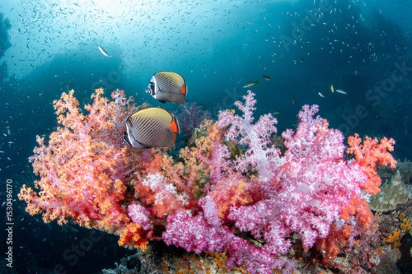 Fototapeta Couple of redtail butterfly fish swimming over a colorful soft coral reef at Hin Daeng, one of the popular dive sites in South Andaman route in Thailand. Sea life conservation. World ocean day concept