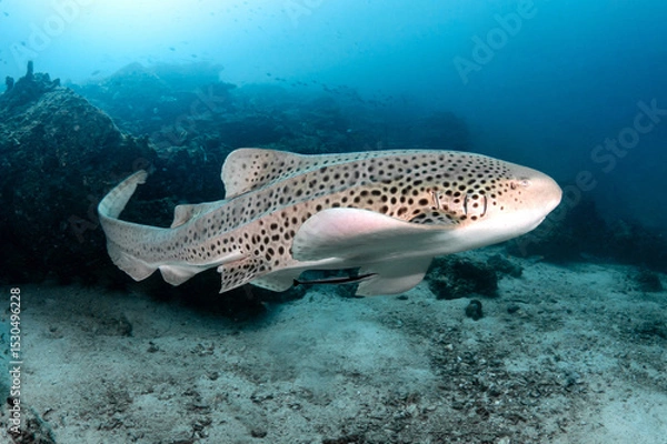 Fototapeta Zebra Shark (Stegostoma tigrinum) also known in Thailand as Leopard Shark at Bida pinnacle in Andaman Sea, one of dive sites near Phi Phi island in Krabi, Thailand. Marine wildlife conservation
