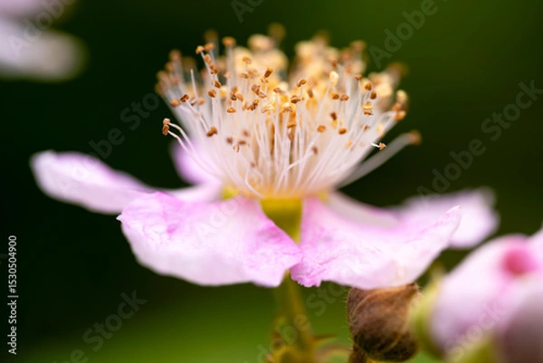 Fototapeta Blackberry (Rubus) blossom with blurred background. Macro close-up of the flower of the blackberry bush with
white-pink petals and numerous filigree stamens. Wildly proliferating plant in Germany.