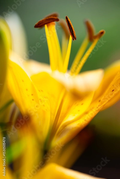 Fototapeta Yellow lily (Lilium) with orange-brown stamens backlit by the sun. Macro close-up of the magnificent and
colorful ornamental plant with selective focus. Translucent petals of a popular flower variety.