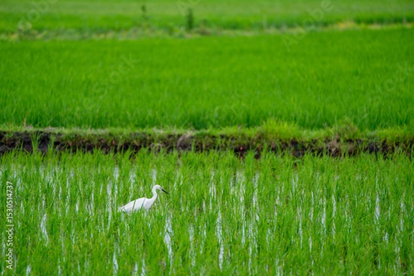 Obraz 田んぼで餌を探すシラサギ