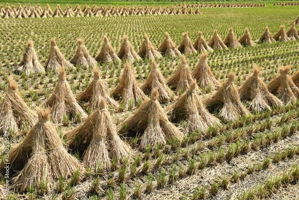 Obraz わらぼっち